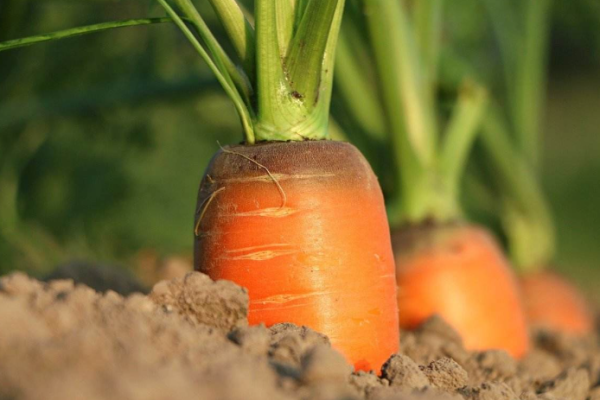 Carrot Planting Frequently Asked Questions (FAQs)