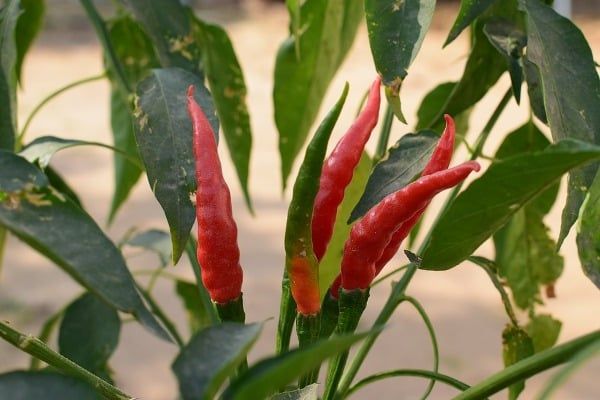 Chilli Diseases And Their Control In Hindi
