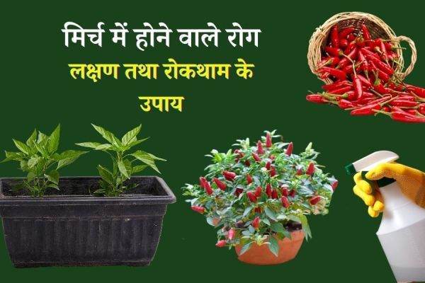 मिर्च में होने वाले रोग, उनके लक्षण तथा नियंत्रण के उपाय – Chilli Diseases And Their Control In Hindi