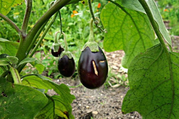 Common Eggplant Problems: How to Fix Them, Solutions, and Treatment