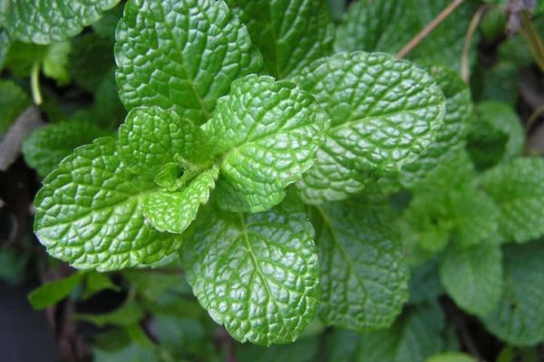 Common Mint Plant Problems: How to Fix Them, Solutions, and Treatment