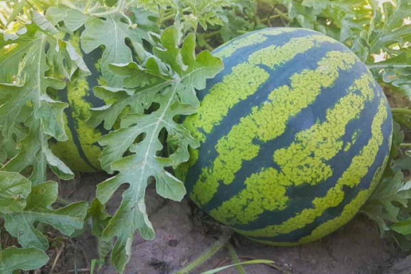 Common Problems of Watermelon Plants: How to Fix Them, Solutions, and Treatments