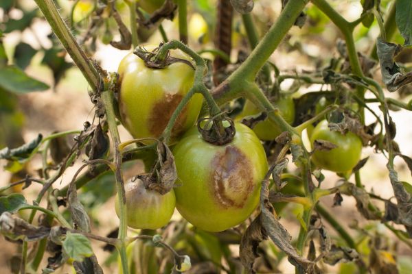 Controlling Fungal Diseases of Tomato 2023