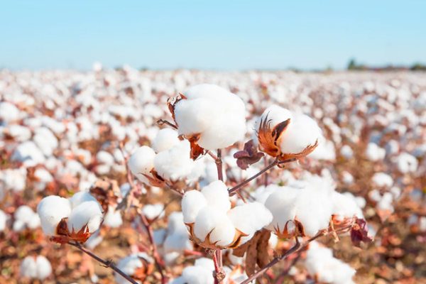 Cotton Farming Tips | Cotton Farming crop advisory