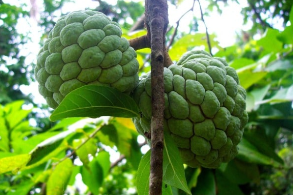 Custard Apple Farming Project Report (Sitaphal), Profits