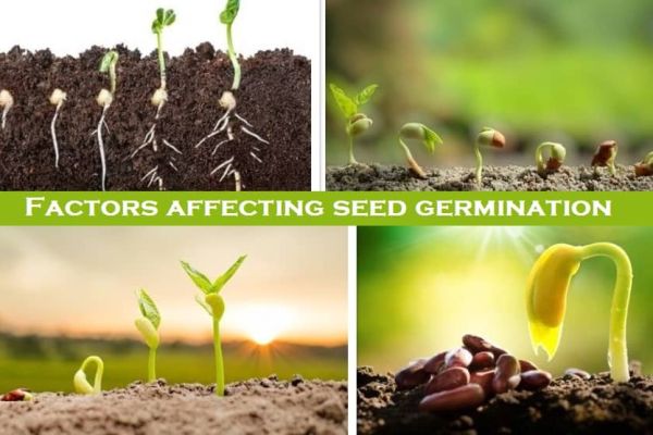 Factors Affecting Seed Germination In Hindi agribegri