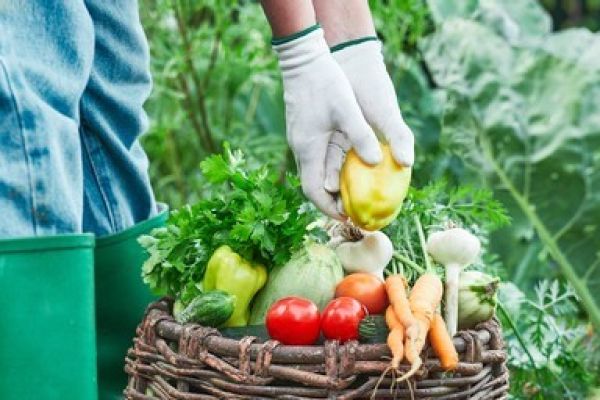 Farm Fresh Organics: Field to Plate