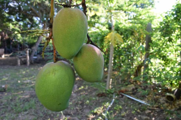 Fertilizer Management in Mango: Homemade, Organic, Compost, Liquid, and Schedule