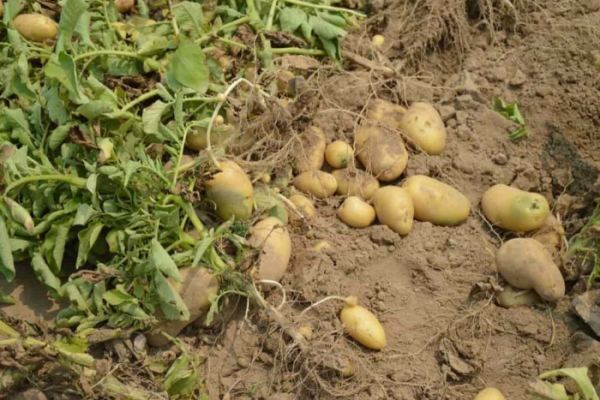 Fertilizer Management in Potatoes: Organic, Compost Manure, NPK, and Schedule
