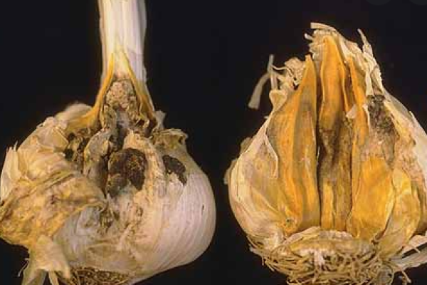 Garlic: Diseases and Symptomsand Pests, Description, Uses, Propagation