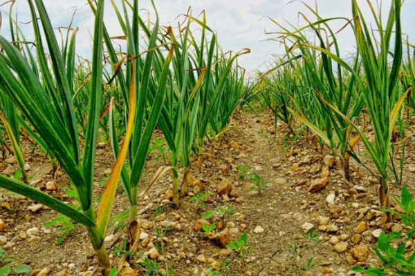 Growing Garlic (Lahsun); Planting; Care; Harvesting