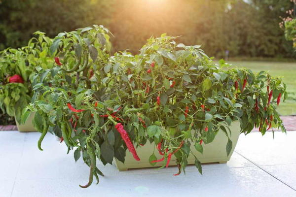 Growing Green Chillies in Pots (Mirchi) – A Full Guide