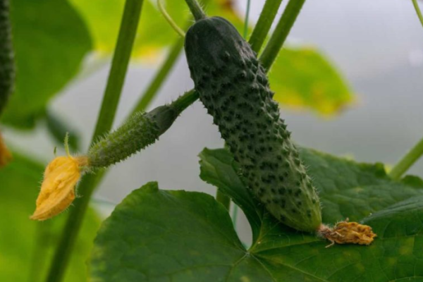 Guide to Growing Cucumbers in California: In Containers, Backyard, Summer, and Winter
