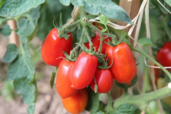 High Yield Tomato Varieties in India: A Farmer Guide for Good Profits