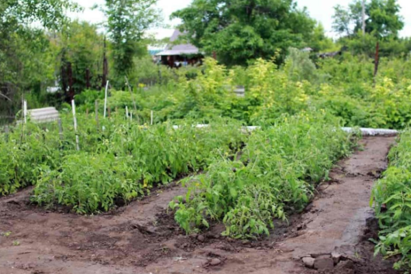 Home Gardening in Haryana: For Containers, Indoors, Outdoors, Balcony and Terrace
