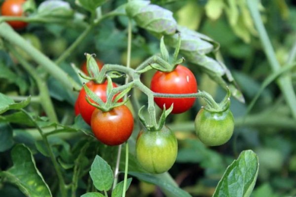 Home Gardening in Pondicherry: How to Start from Scratch for Indoors, Terrace, Outdoors, Pots, and Apartment Balcony