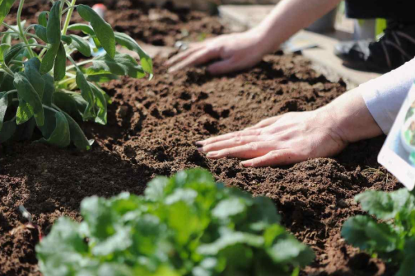 Building the Best Garden Soil: Techniques for Transforming Your Garden