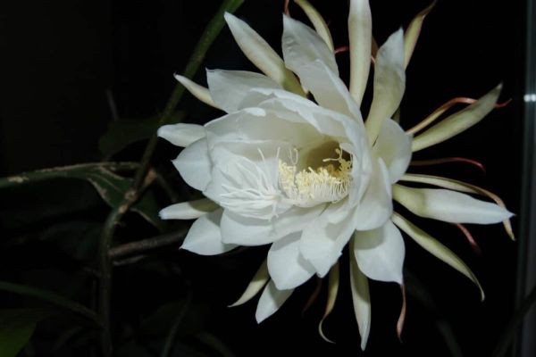 Unlock the Secret to Growing Brahma Kamal from Cuttings with These Tips