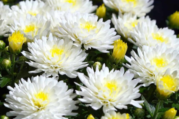 How to Grow Chrysanthemums from Seed to Harvest: Planting and Care Guide for Beginners