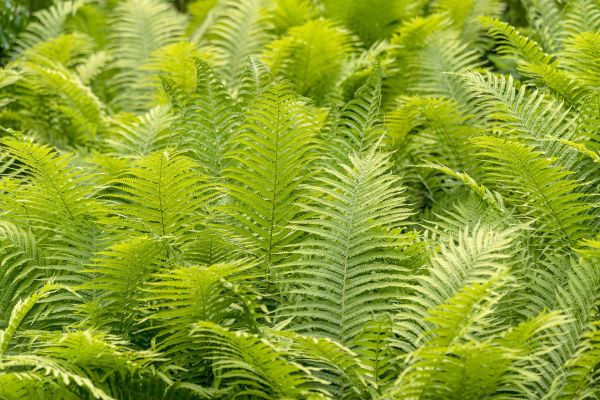 How to Grow Ferns from Spores: Germination, Planting Care, and Guide for Beginners