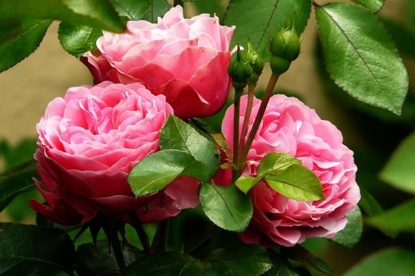 How to Grow Rose Plants from Cuttings to Harvest: Planting Guide for Beginners