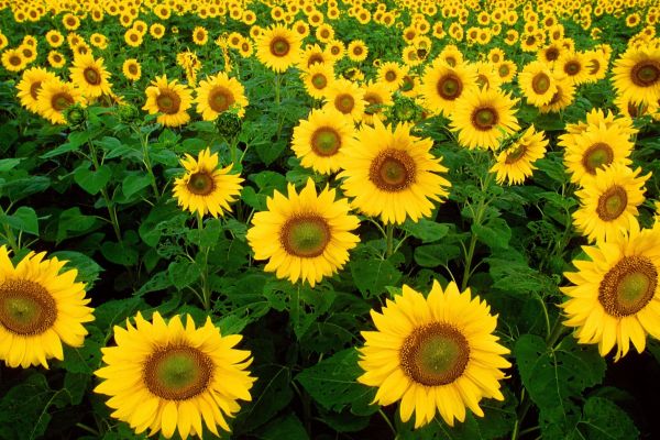 How to Grow Sunflowers from Seed to Harvest: Check How this Planting Guide Helps Beginners