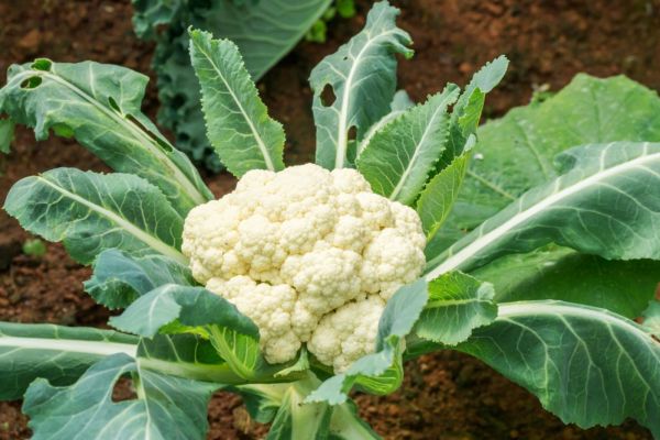 HOW TO IDENTIFY, PREVENT, AND CONTROL COMMON CAULIFLOWER DISEASES