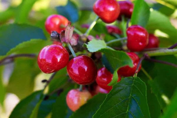 Preparing Soil for Cherry Trees: Techniques for a Bountiful Harvest