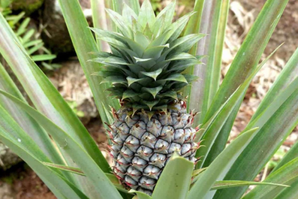 Image of Spinach companion plants for pineapple