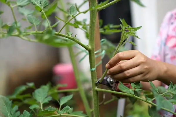 टमाटर की अधिक उपज के लिए प्रूनिंग करने का सही तरीका – How To Prune Tomato Plants For Maximum Yield In Hindi