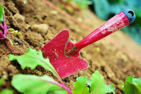 Grow Your Own: A Beginner's Guide to Starting a Terrace Garden in Hyderabad