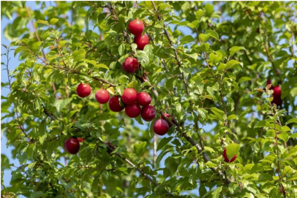 From Indoors to Outdoors: How to Start Home Gardening in Wyoming