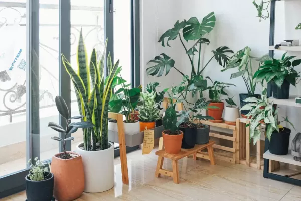 Indoor Gardening: How Indoor Plants Can Enhance Your Well-Being