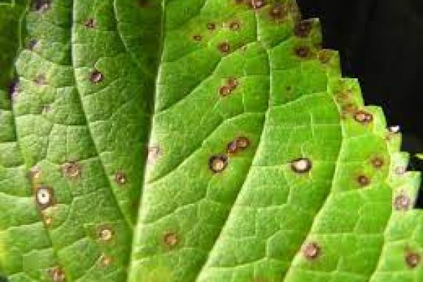 Leaf spot diseases and treatment