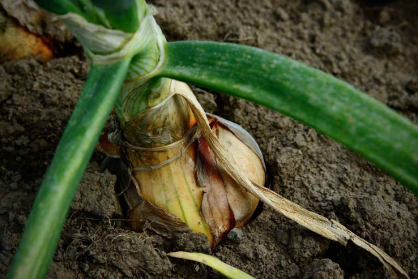 Making Compost From Onions For Home Garden