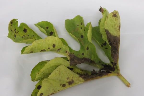 MANAGEMENT OF GUMMY STEM BLIGHT (BLACK ROT) ON CUCURBITS IN FLORIDA