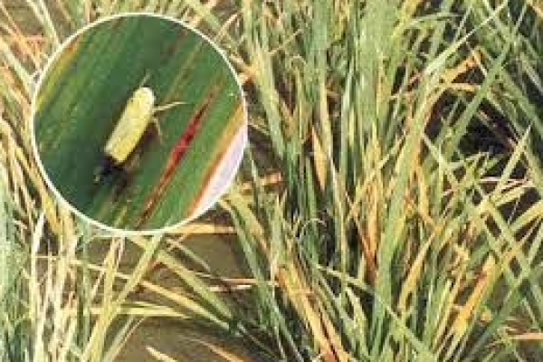 Management of Major Insect Pests of Paddy Crop