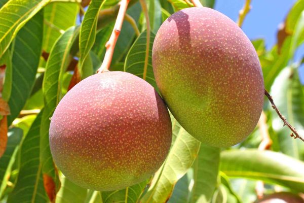 Managing Mango flowers for higher yields