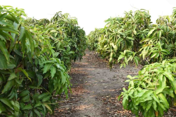 Mango Farming in Philippines: How to Start, Varieties, Planting, Care, and harvesting