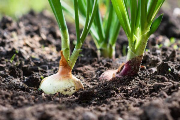 Onion Farming- From Planting To Harvesting