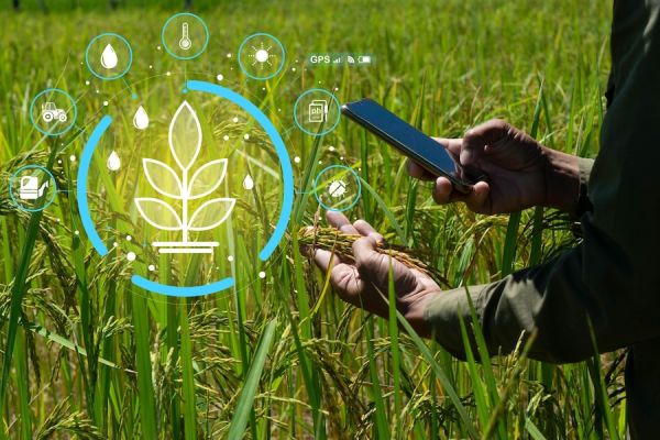 Organic Fertilizer Nutrient Content Demystified: Understanding NPK Ratios and Micronutrients