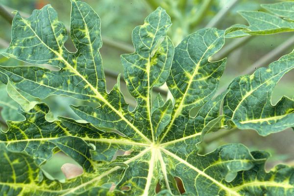 Papaya Disease and Pest and solution