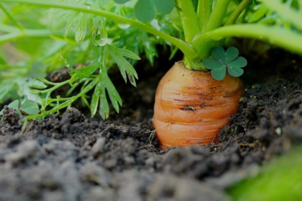 Planting Carrots in Pots – A Complete Guide