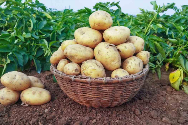 https://blog.agribegri.com/public/blog_images/potato-growing-tips-ideas-secrets-and-techniques-600x400.png