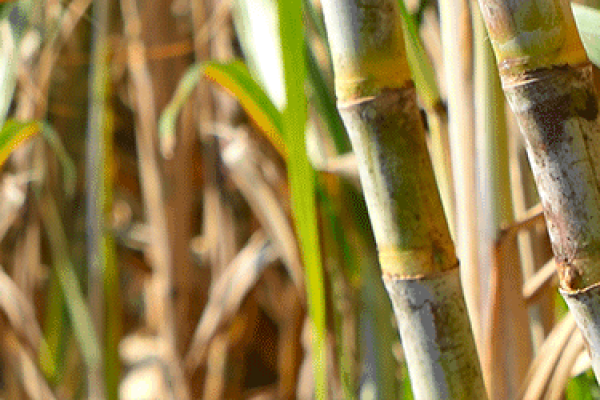 Productivity Improvement In Sugarcane By Using Sulphur