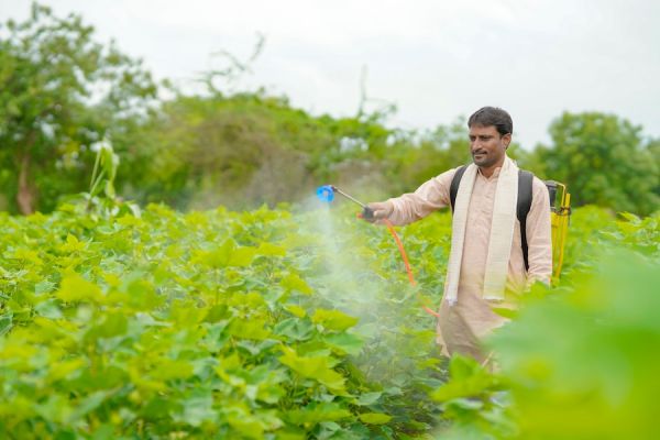 Quick Tips on Insecticides:  Essential Knowledge for Farmers