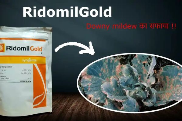 Ridomil Gold Uses In Hindi | Price | Dose | Content | फफूंदनाशक ?