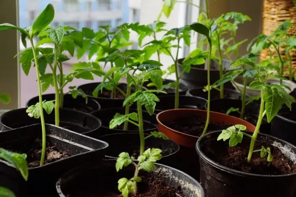 सीडलिंग तैयार कर उगाई जाने वाली सब्जियां – Seedling Growing Vegetable Plants In Hindi