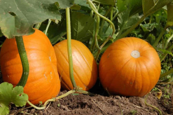 Soil Preparation for Pumpkin Plants: Best Soil Mix, pH, and Compost