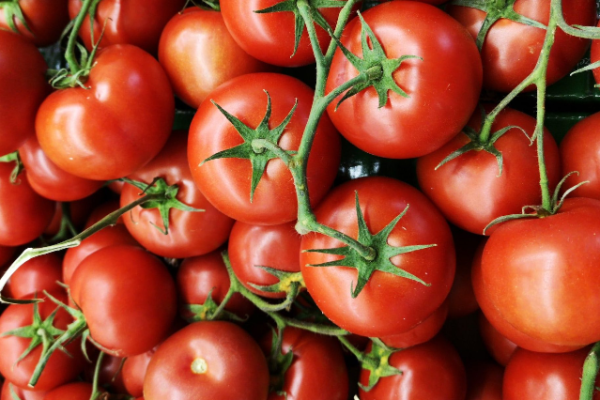 From Seed to Harvest: A Comprehensive Guide to Tomato Farming